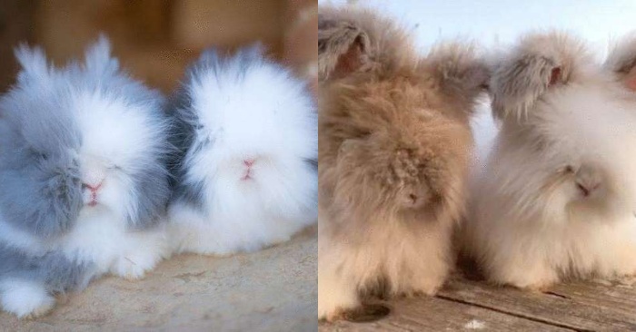  These wonderful unique French rabbits do not leave anyone indifferent, their fluffy ears attract everyone