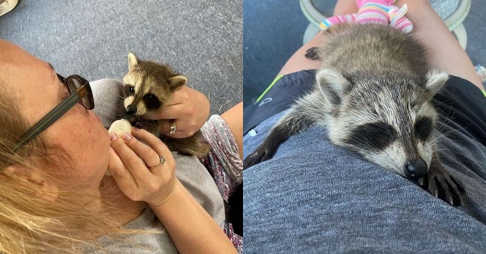  This poor lonely and orphaned raccoon receives a lot of love, care and attention from kind people