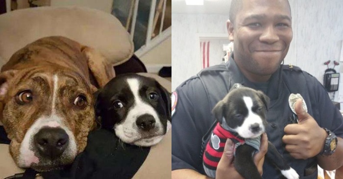  Fortunately, after this night call, the police managed to find the puppy and save the baby