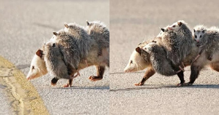  A caring opossum really attracts attention: this is how the animal moves its entire family