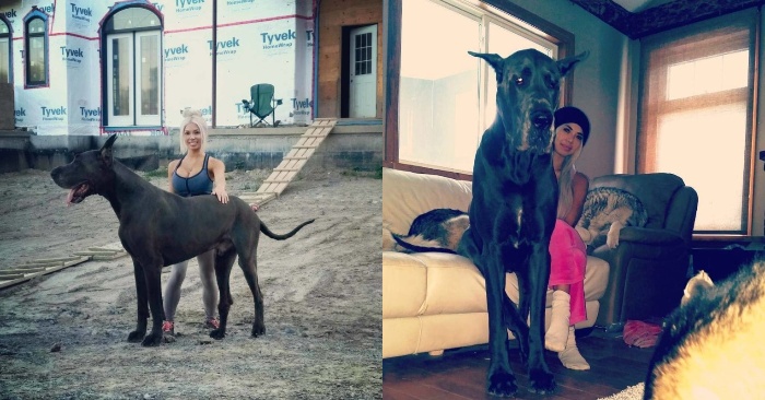  This wonderful Great Dane stands out for its huge size: sometimes people confuse the dog with a horse