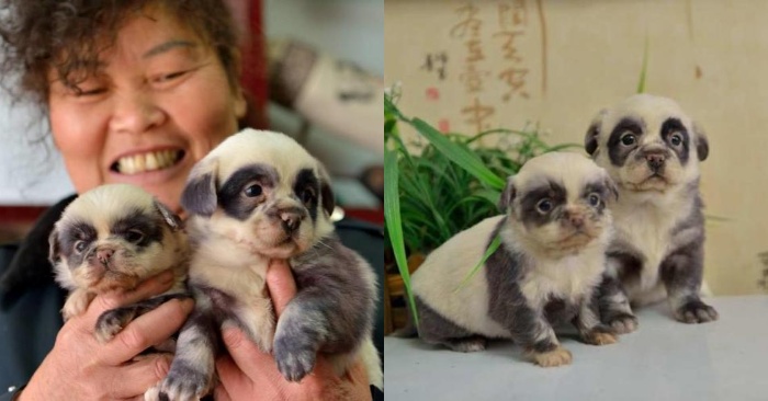  These wonderful puppies were born with the appearance of a real panda bear: they are really cute and lovable