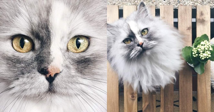  A small cat, which was given to a shelter, eventually grew up and turned into a beautiful fluffy cat