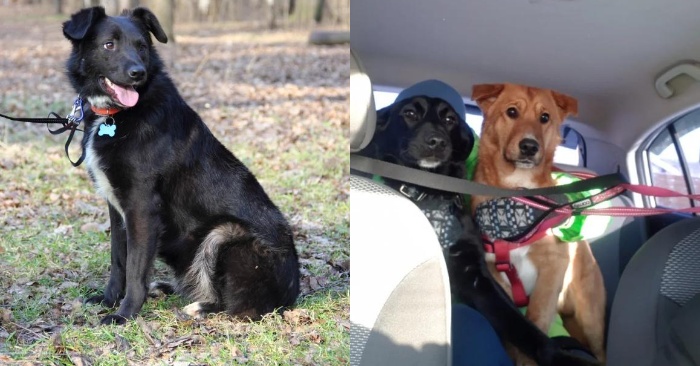  A wonderful touching story about a missing dog: this dog was saved by a stray dog