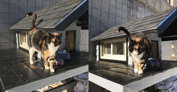  This faithful little cat did not want to leave the police station, so the police officers built a house for the cat