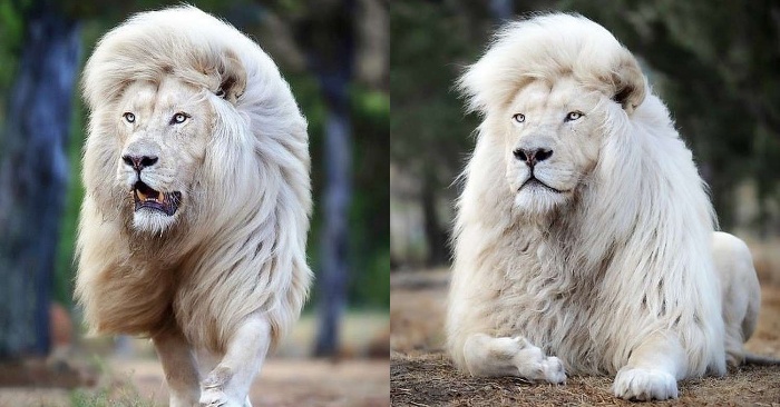 Dazzling beauty: this lion is considered the most beautiful and charming in the world and attracts everyone’s attention