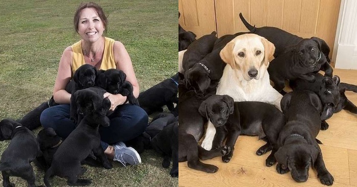  A Golden Labrador gave birth to 13 black puppies, which turned out to be thanks to the dog’s father
