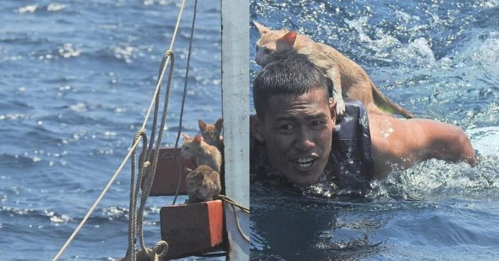  A wonderful act: this border guard heroically was able to save cats from a sinking ship and became a hero