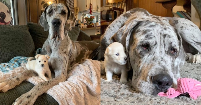  This story is real proof that size doesn’t matter: Great Dane and Chihuahua are good friends