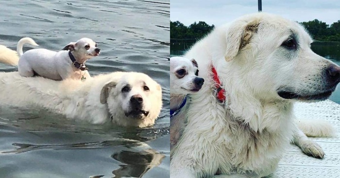  The cute Chihuahua became closer to the Labrador and each time he sat on the back of his best friend