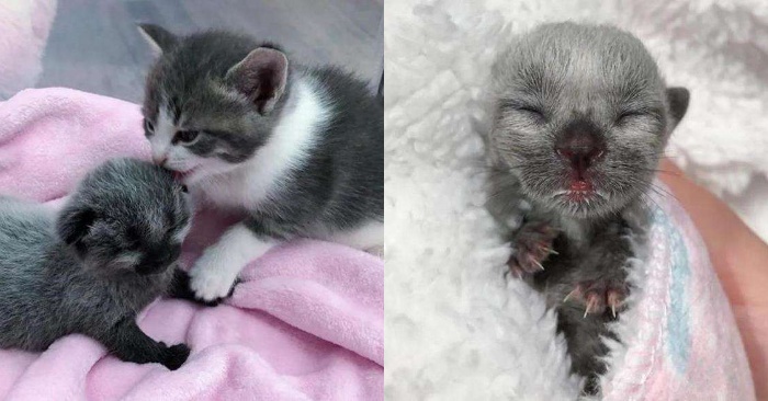  The girl unexpectedly found a wonderful little unique kitten and decided to take care of her