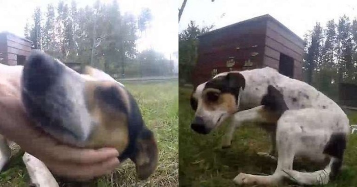  This poor dog was left alone and hungry, fortunately the volunteers saw the dog and rescued her