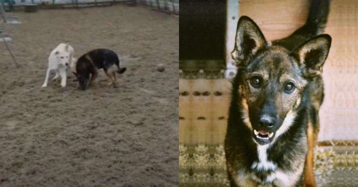  This poor dog was in a shelter in Moscow for 6 years, but now he finally feels good