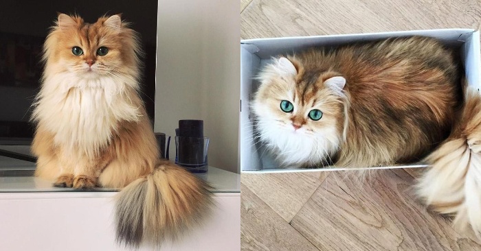  This fluffy cat with unique beauty is very photogenic: that’s how cute she looks