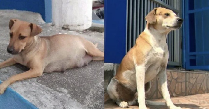  This is how interesting animals can be: the dog gave birth in the vet-clinic, the father dog was waiting at the entrance