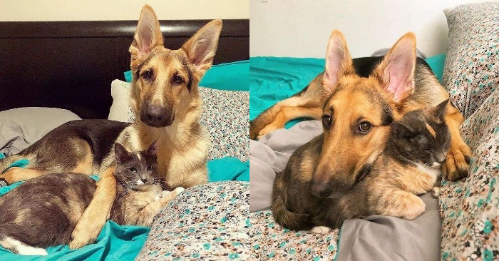  The couple was trying to find a home for the kitten, but the dog didn’t want the baby to be taken at all