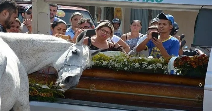  What a touching sight: this horse came to say goodbye to his dead master with tears in his eyes