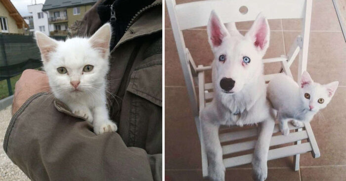  Great company of friends: this wonderful dog and cat started a friendship and became inseparable friends