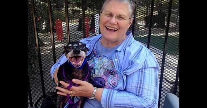  Animals age just like people and shouldn’t be ignored: this woman made a great decision by adopting an old dog