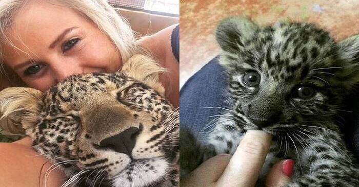  Commendable deed: this girl, working in the reserve, was able to save the lives of many cheetahs from rich people