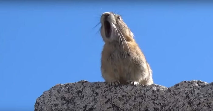  How interesting animals can be: this pika sang the Queen song and became famous