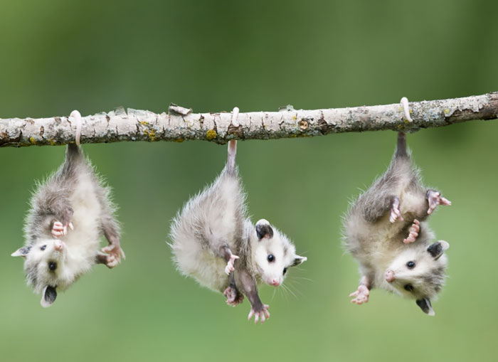  Babies of any creature are always attractive: that’s how cute and wonderful little opossums look