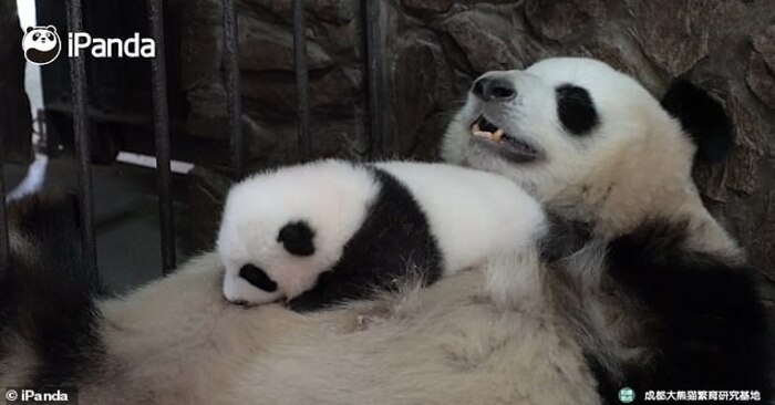  What a cute scene: a panda cub enjoys his sweet childhood lying on his mother’s belly