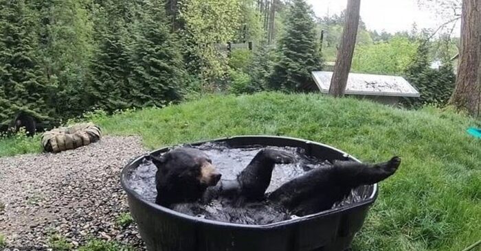  Funny scene: this bear in the zoo really liked bathing, the animal never missed this process