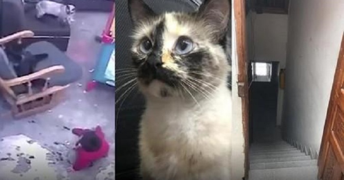  Great story: this wonderful cat, seeing the baby approaching the stairs, immediately reaches and saves her