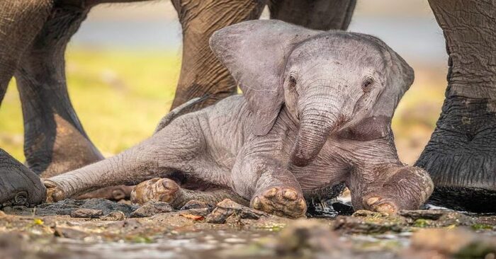  Maternal instinct: here’s how a caring elephant carefully helps the baby to get up after a fall