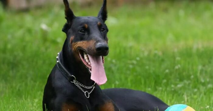  This kind Doberman suddenly jumped on the girl, which scared people, but the dog saved the baby