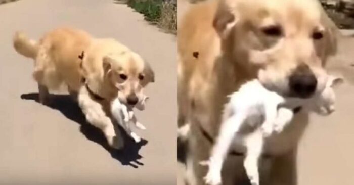  This wonderful and kind Labrador manages to save a little kitten, which was in a very serious condition