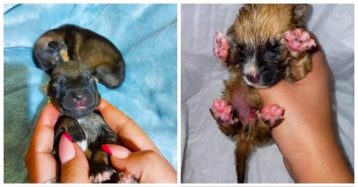  This girl found a box of newborn puppies, she and her sister couldn’t get past