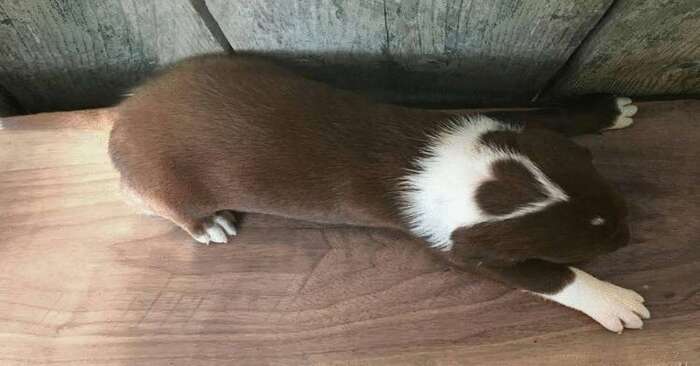  What a special dog: the wonderful Labrador with a heart on his head already has his 11th puppy