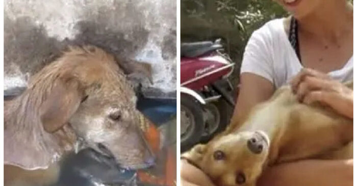  A touching story: this dog with a broken leg fell into a gutter and cried non-stop