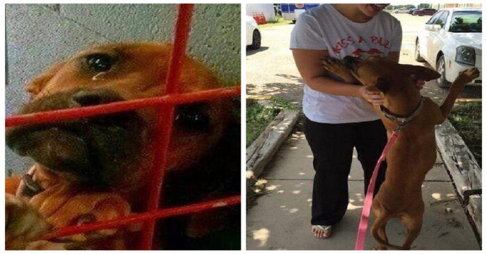  Just one photo could change the fate of a lonely and abandoned dog, which now has a good family