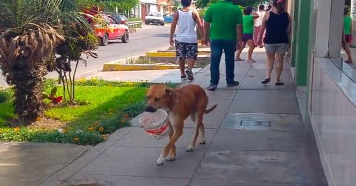  How interesting animals can be: this dog had a cool idea to ask people for water