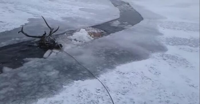  Fortunately, with great difficulty, people managed to rescue the deer from the frozen lake