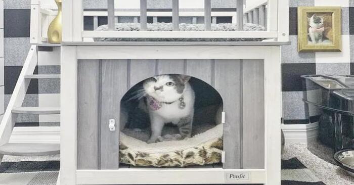  Sometimes care and love for pets is limitless: this is the kind of house the owners built for their cat