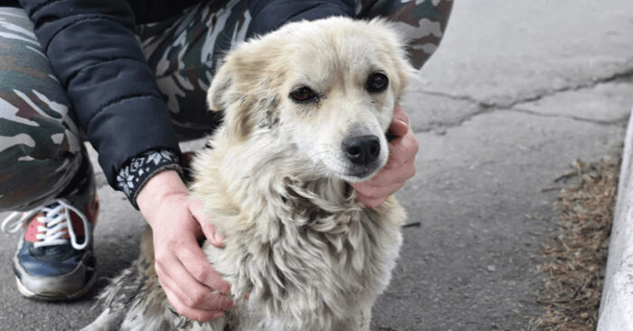  This poor abandoned dog roamed the streets but was ignored by everyone until these kind people showed up