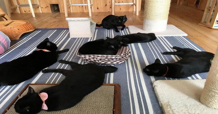  Here’s what a unique cafe with black cats, which choose to believe that everyone is always lucky
