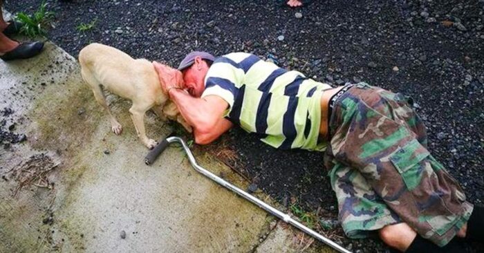  A commendable deed: this kind and faithful dog was the only one who approached a man lying on the ground