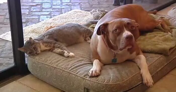  Cute and funny pit bull managed to save his cat friend from coyote attack and took care of her