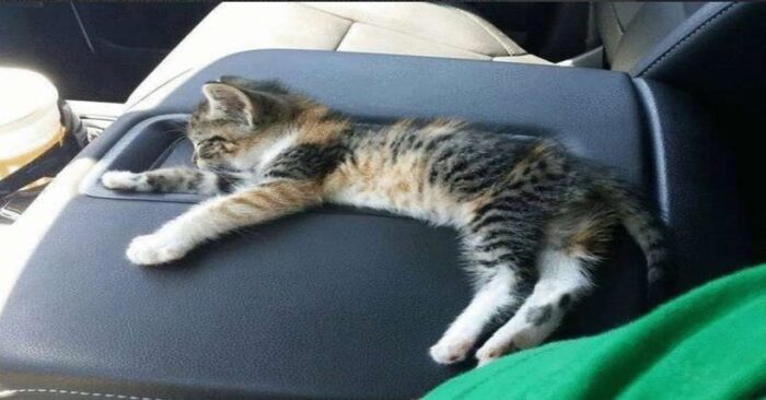 This poor cat immediately fell asleep in the truck after being found alone on the street