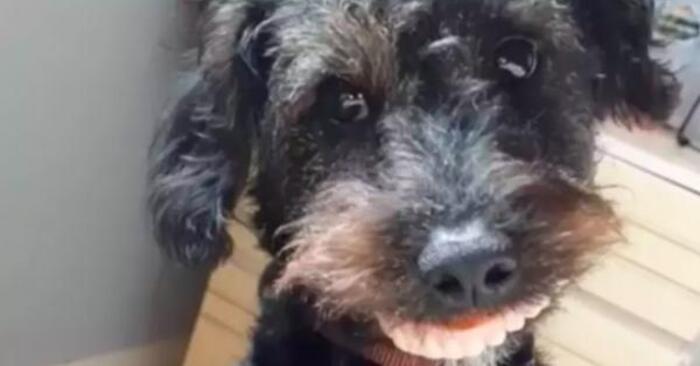  Funny story: this mischievous dog found dentures and turned into a funny monster