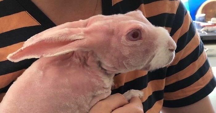  Luckily, this amazingly unique rabbit has been rescued and has come to the attention of Internet users