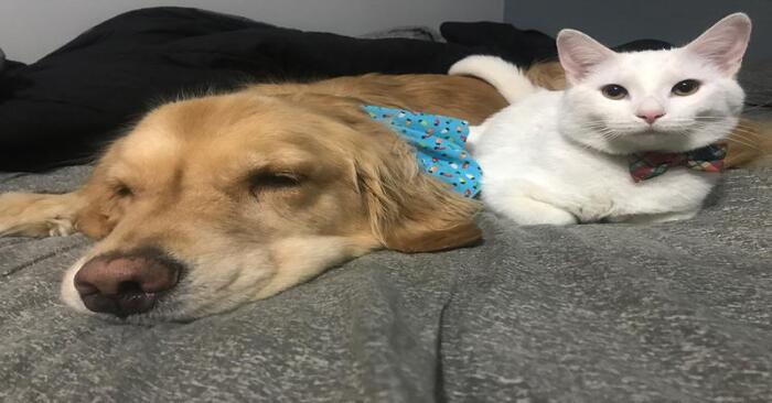 Cats and dogs are not always enemies: the perfect and unique friendship between these two animals