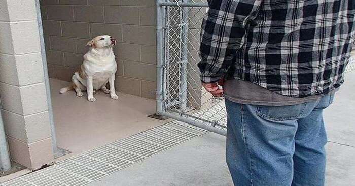  Fascinating story: the dog from the shelter immediately cried when he realized who was standing in front of him