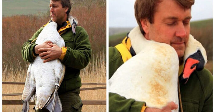  What a wonderful deed: this kind TV presenter saved a swan that seemed to be hugging him in gratitude