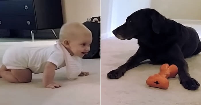  What a beautiful sight: the dog, seeing that the baby was trying to approach him, decided to do it himself